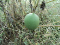 Mound Bottom Maypop. This is the fruit of the passionflower, Tennessee's state wildflower.