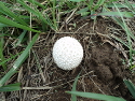 A spiny puffball mushroom at Mound Bottom.