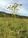 This wingstem plant is going to seed in early October.