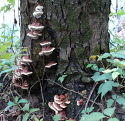 Interesting tree fungus at Old Jefferson.