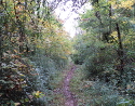 The leaves are starting to change along The Trail of Tears at Old Jefferson.