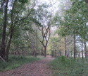 The Trail of Tears section looking north from a point near the Red River.