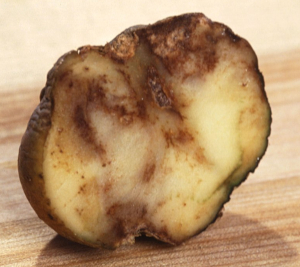 Potato blight