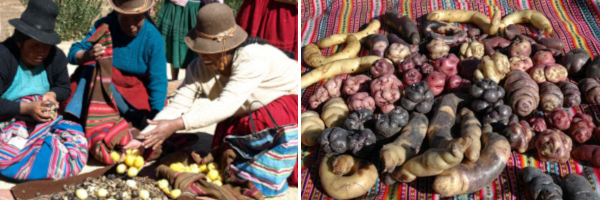 Potato farmers in Peru, varieties of potato