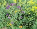 Ironweed, goldenrod, and butterfly milkweed.