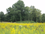 The platform mound at Sellars Farm, floating in a sea of goldenrod.