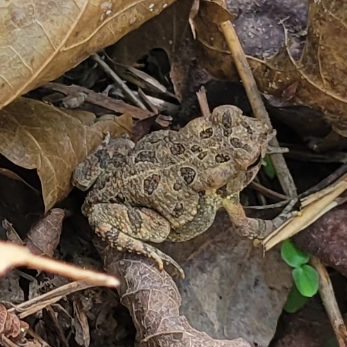 An American toad at Sellars Farm State Archaeological Area